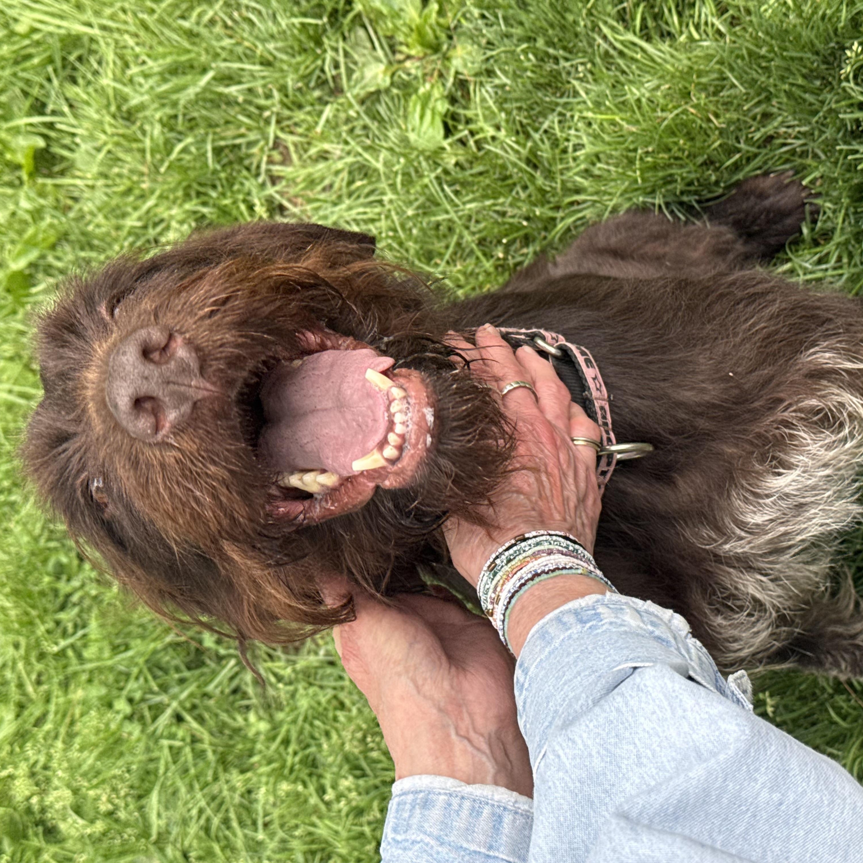 Enlarge Mildred, a ADOPTABLE German Wirehaired Pointer in Cleveland, OH image 2/4