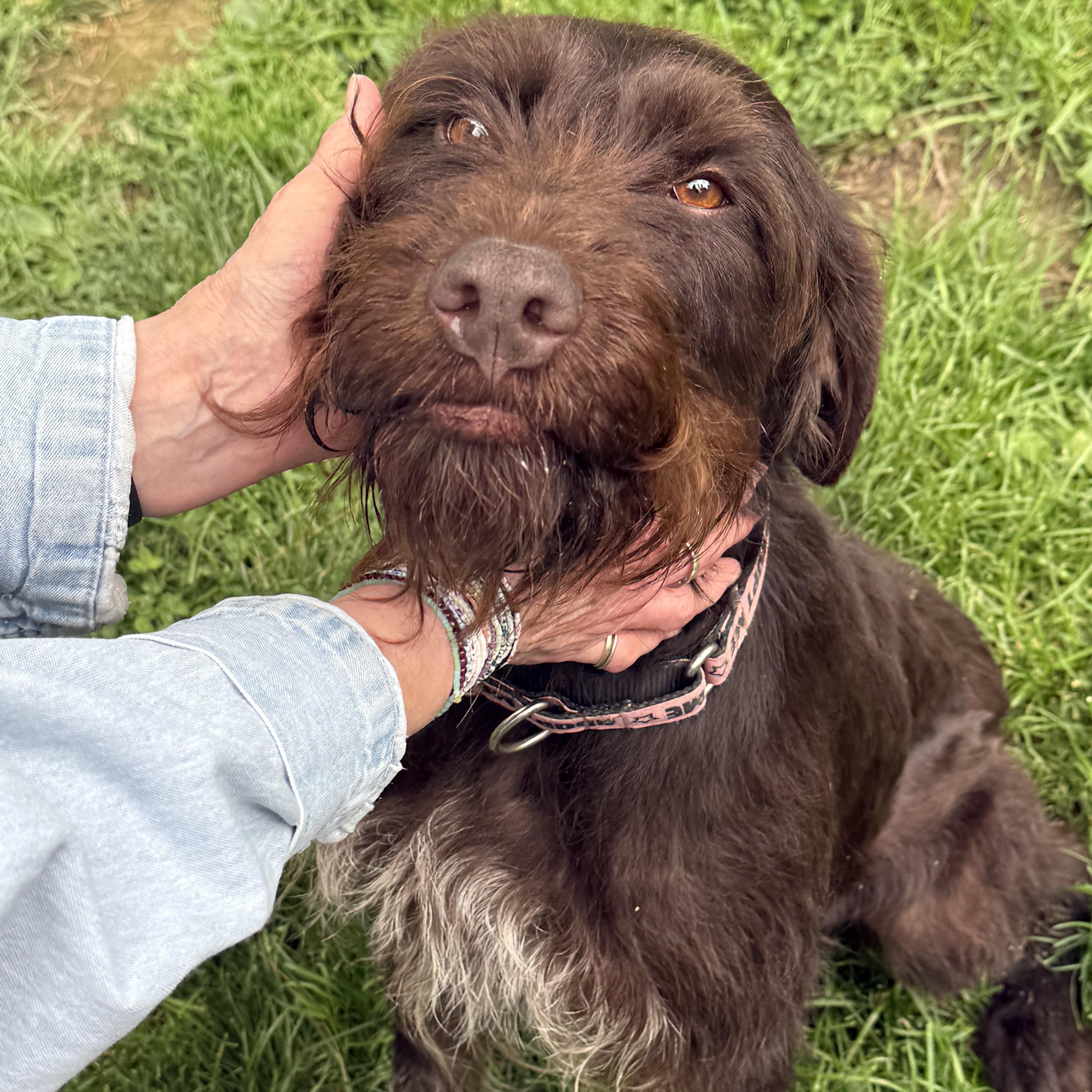 Enlarge Mildred, a ADOPTABLE German Wirehaired Pointer in Cleveland, OH image 4/4