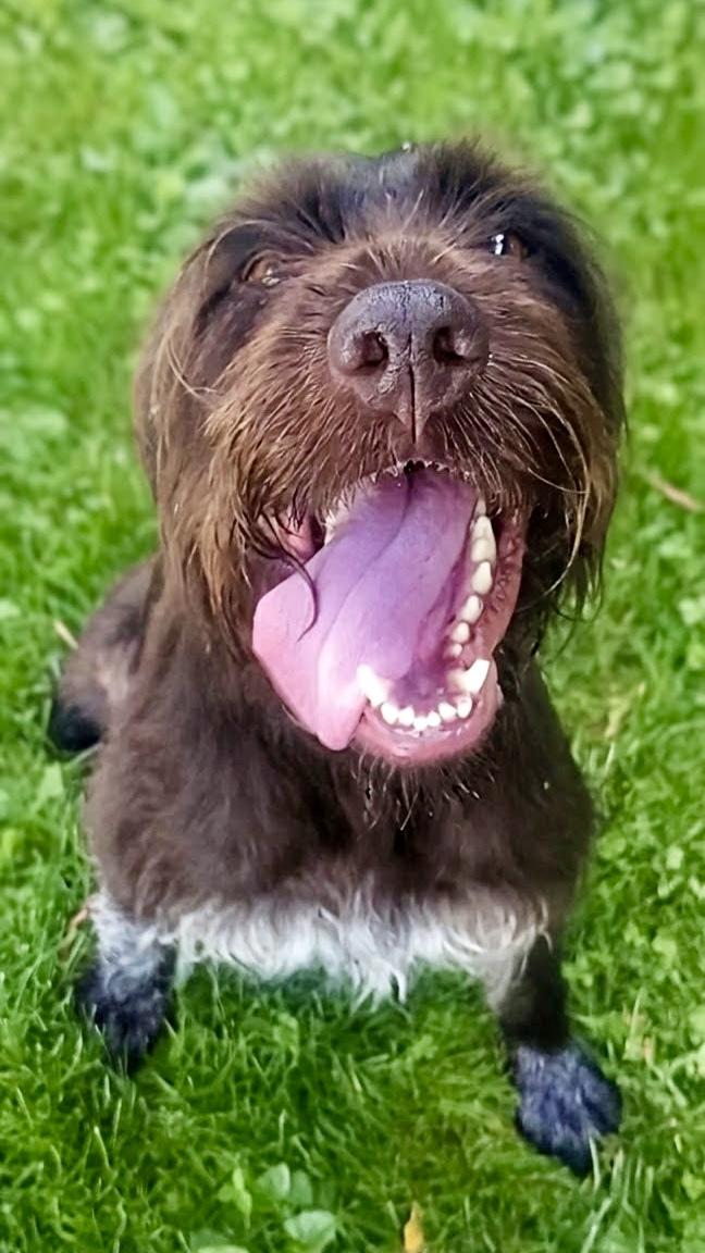 Enlarge Mildred, a ADOPTABLE German Wirehaired Pointer in Cleveland, OH image 6/6