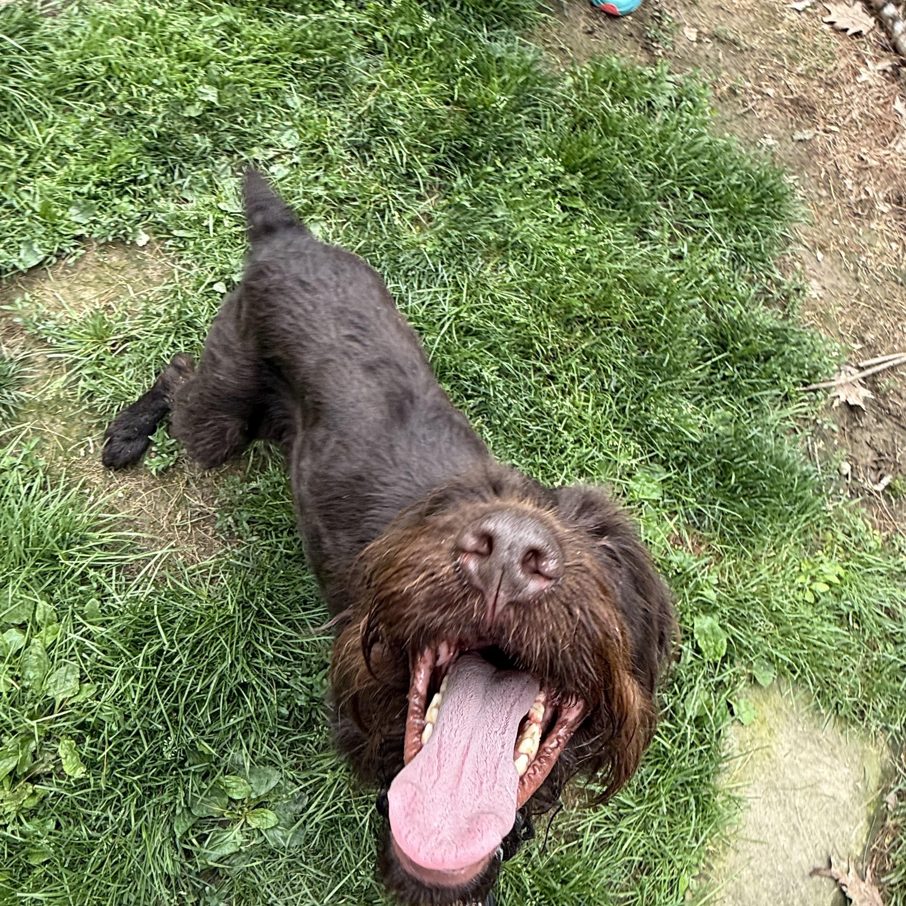 Enlarge Mildred, a ADOPTABLE German Wirehaired Pointer in Cleveland, OH image 3/4
