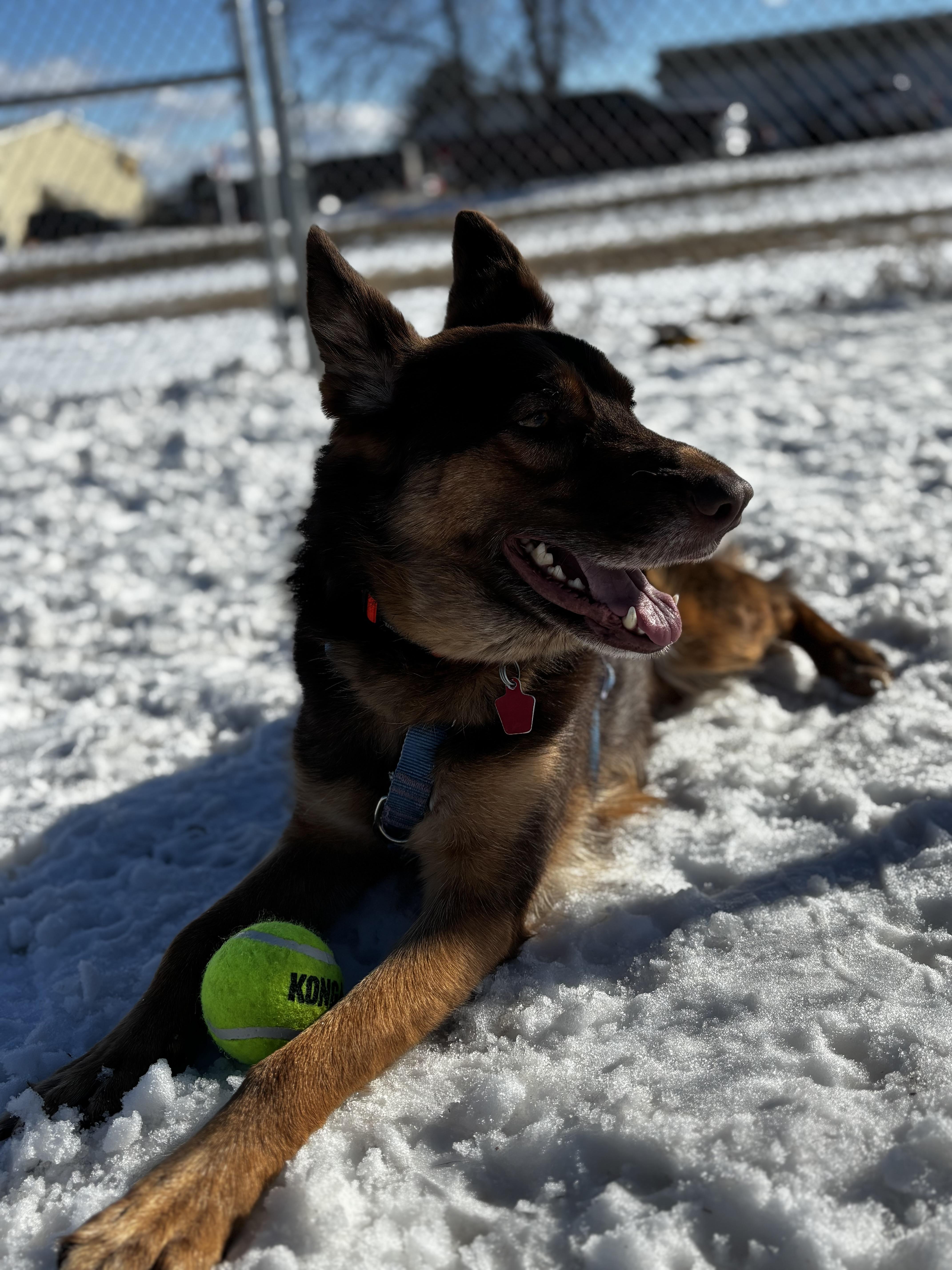 Enlarge Nova, an adopted German Shepherd Dog in Dodgeville, WI image 2/2