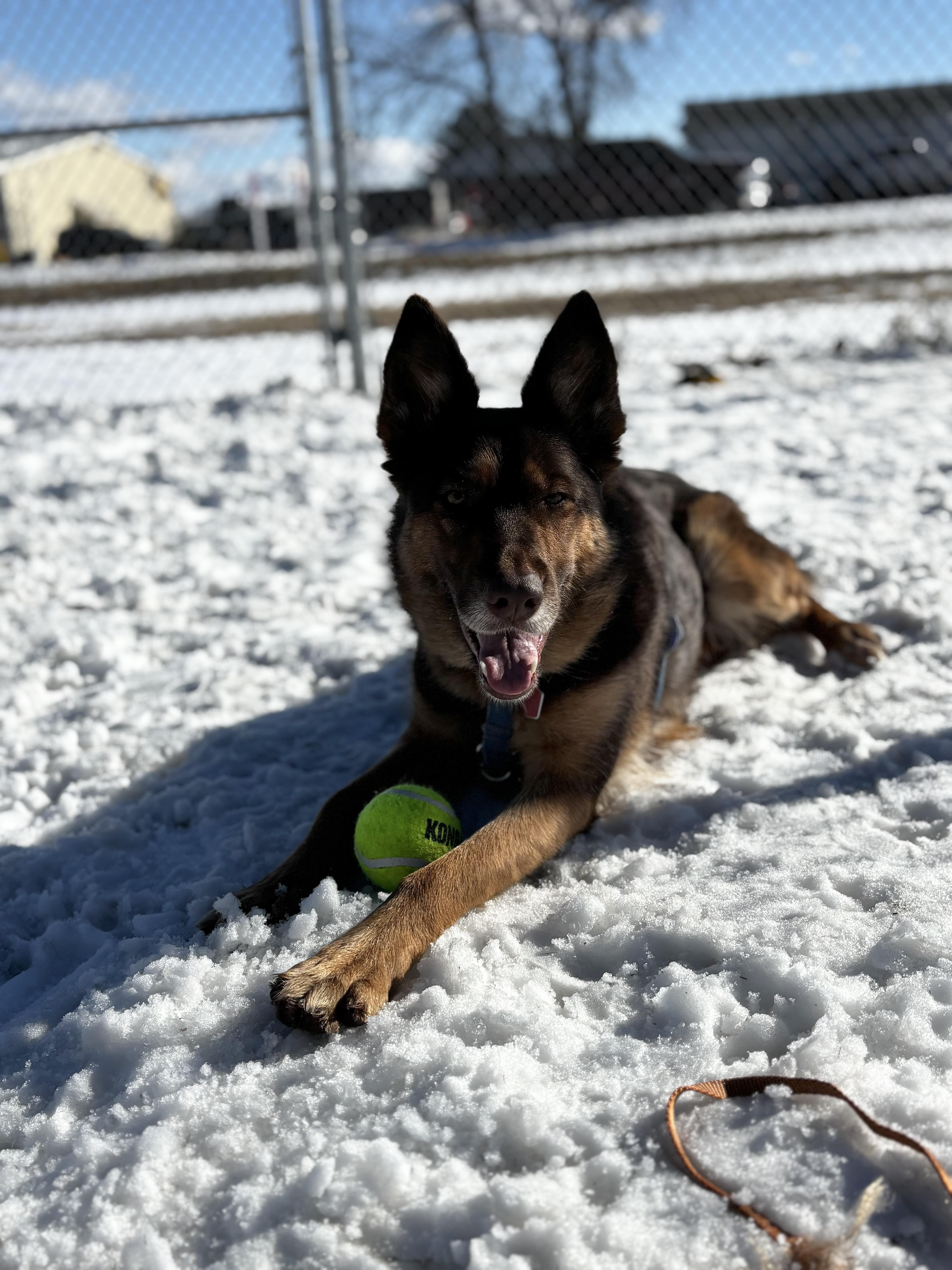 Nova, adopted, Adult Female German Shepherd Dog.