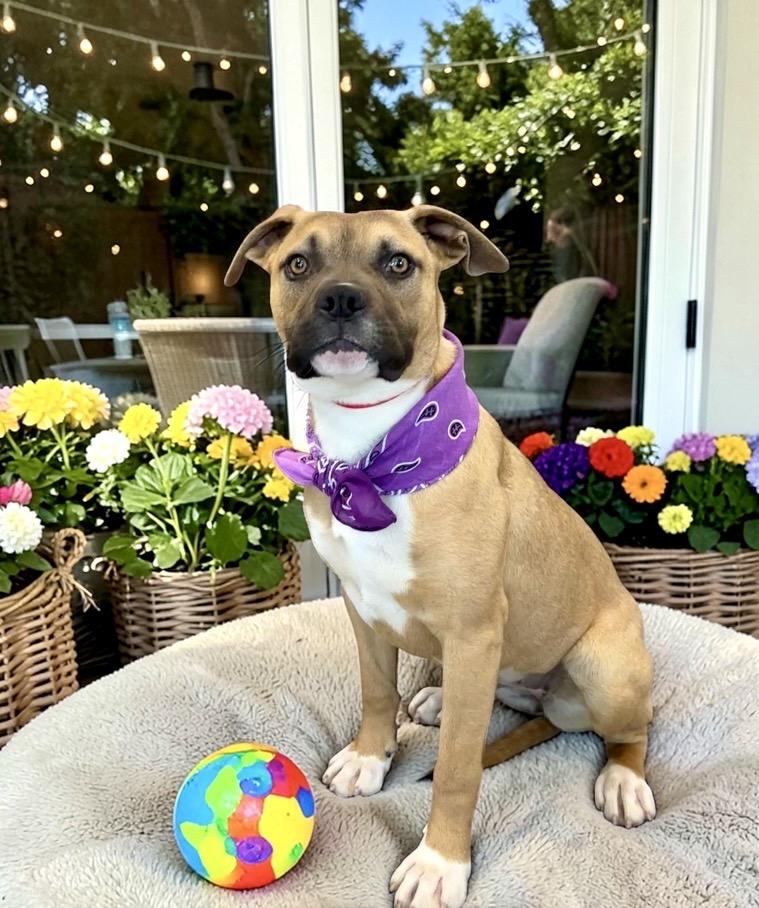 Enlarge Carly, a ADOPTABLE mixed breed in Perry, IA image 3/6