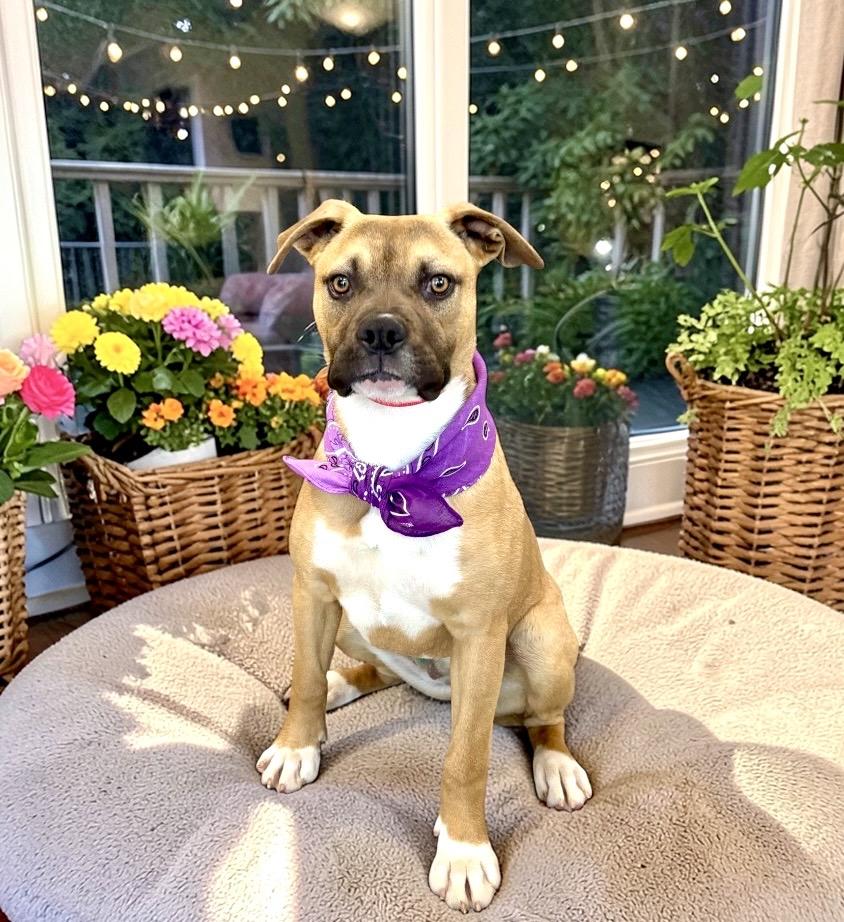 Enlarge Carly, a ADOPTABLE mixed breed in Perry, IA image 2/6