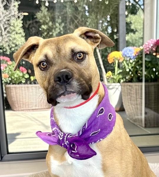 Enlarge Carly, a ADOPTABLE mixed breed in Perry, IA image 1/6