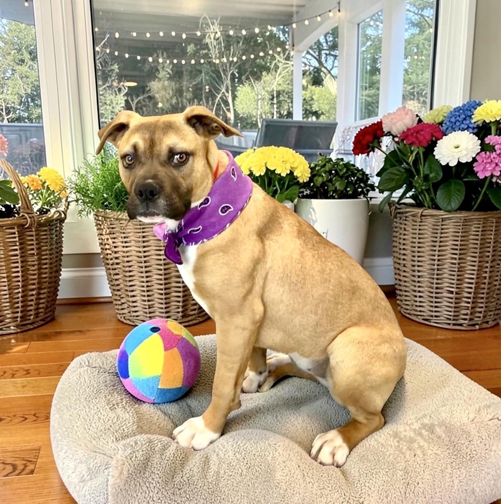 Enlarge Carly, a ADOPTABLE mixed breed in Perry, IA image 5/6