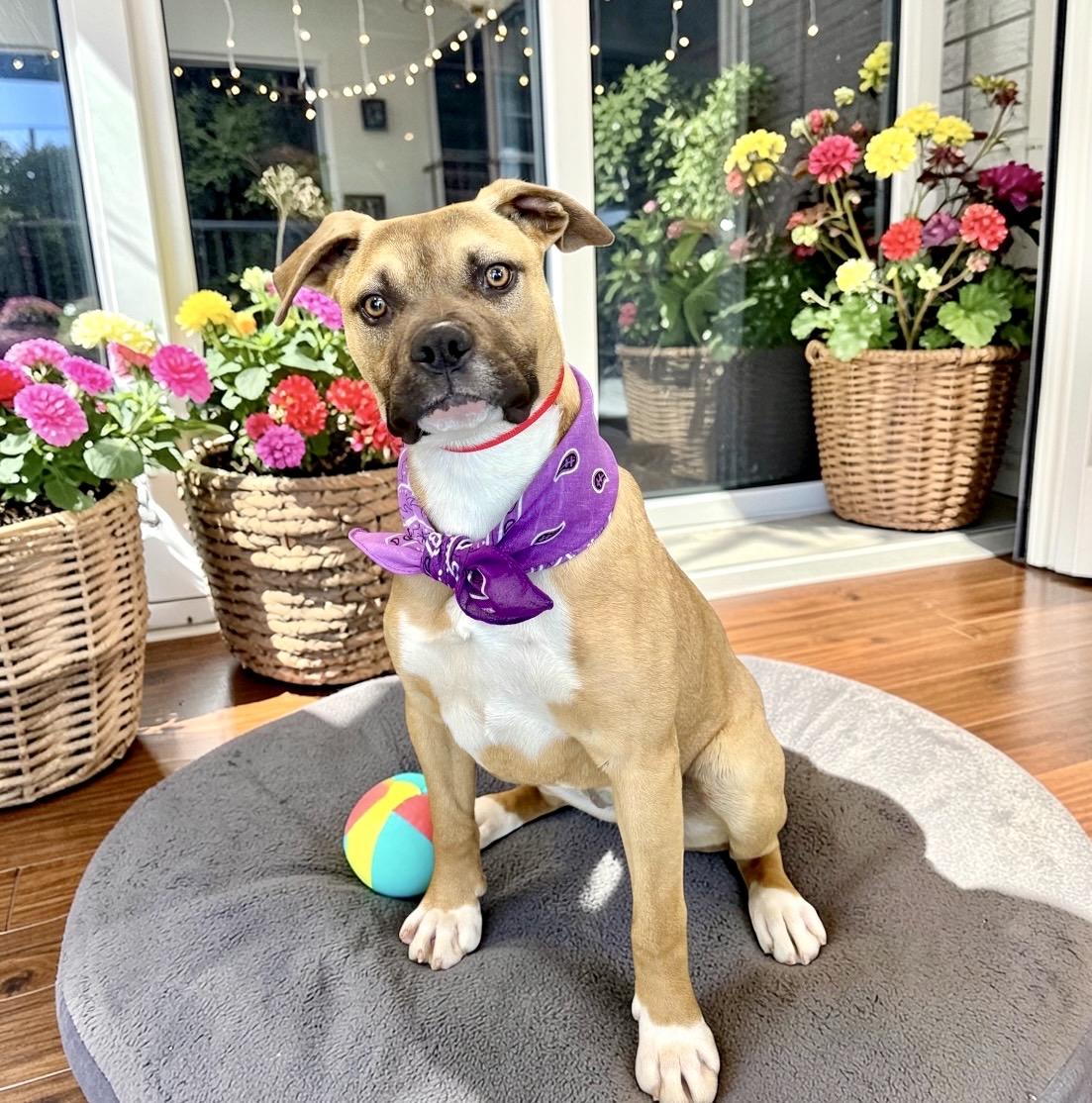 Enlarge Carly, a ADOPTABLE mixed breed in Perry, IA image 4/6