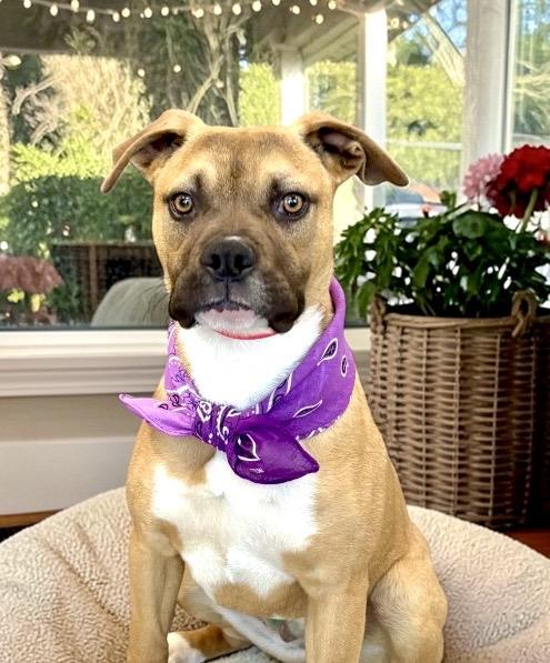 Enlarge Carly, a ADOPTABLE mixed breed in Perry, IA image 6/6