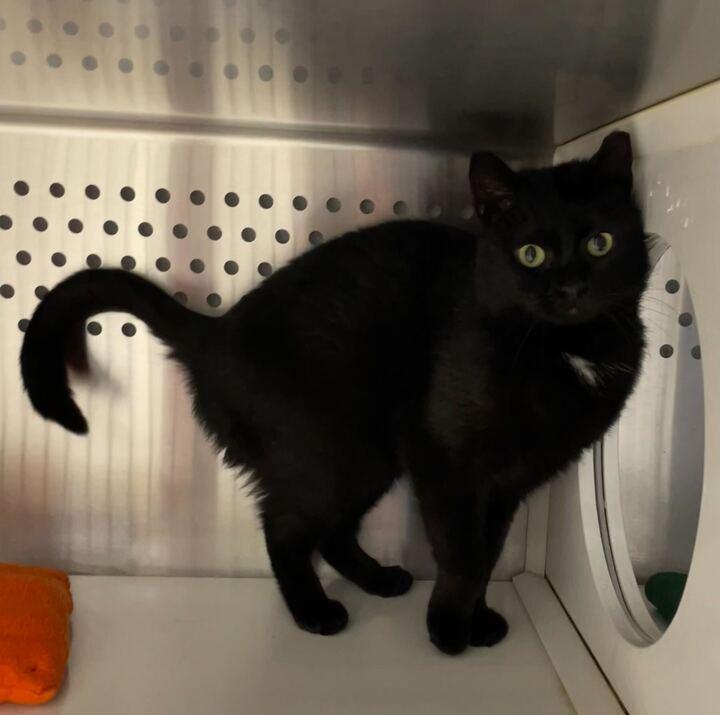 Enlarge Cooper, an adopted Domestic Short Hair in Jackson, MI image 3/5