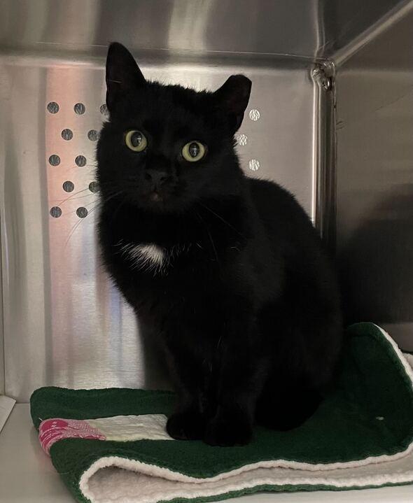 Enlarge Cooper, an adopted Domestic Short Hair in Jackson, MI image 1/5