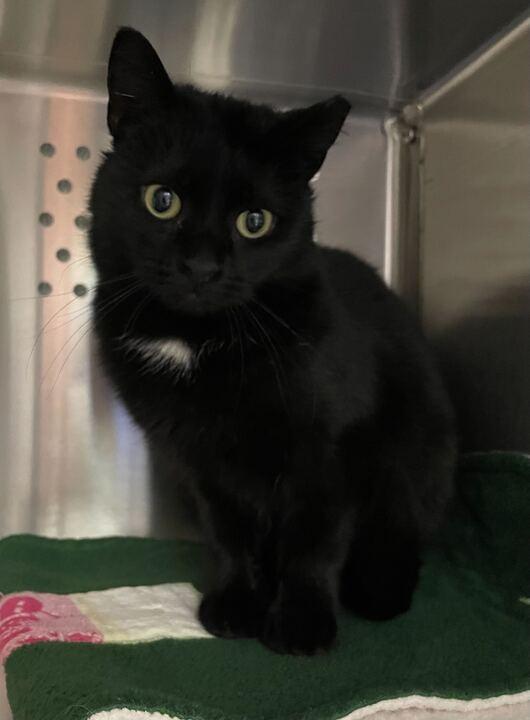 Enlarge Cooper, an adopted Domestic Short Hair in Jackson, MI image 2/5