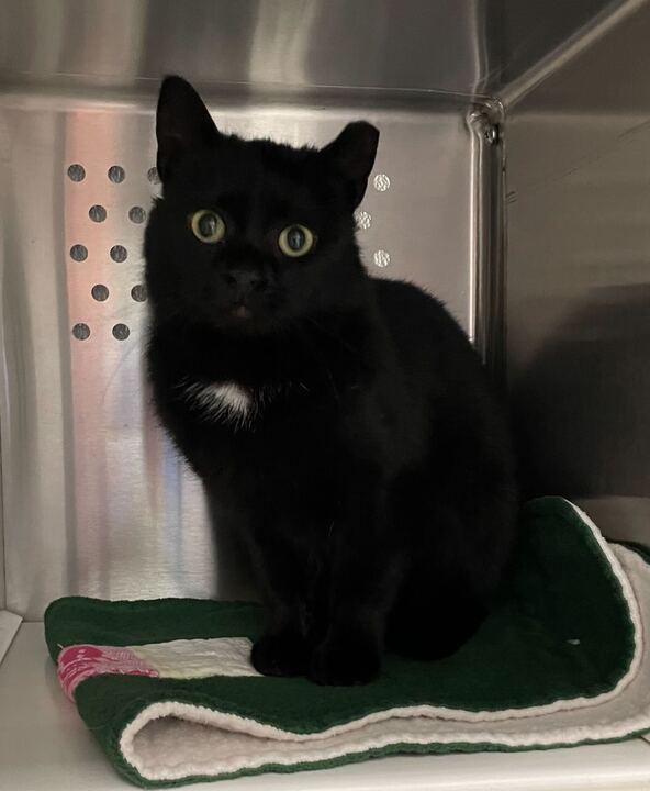 Enlarge Cooper, an adopted Domestic Short Hair in Jackson, MI image 4/5