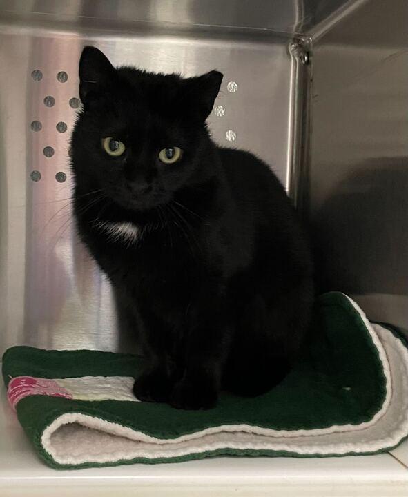 Enlarge Cooper, an adopted Domestic Short Hair in Jackson, MI image 5/5