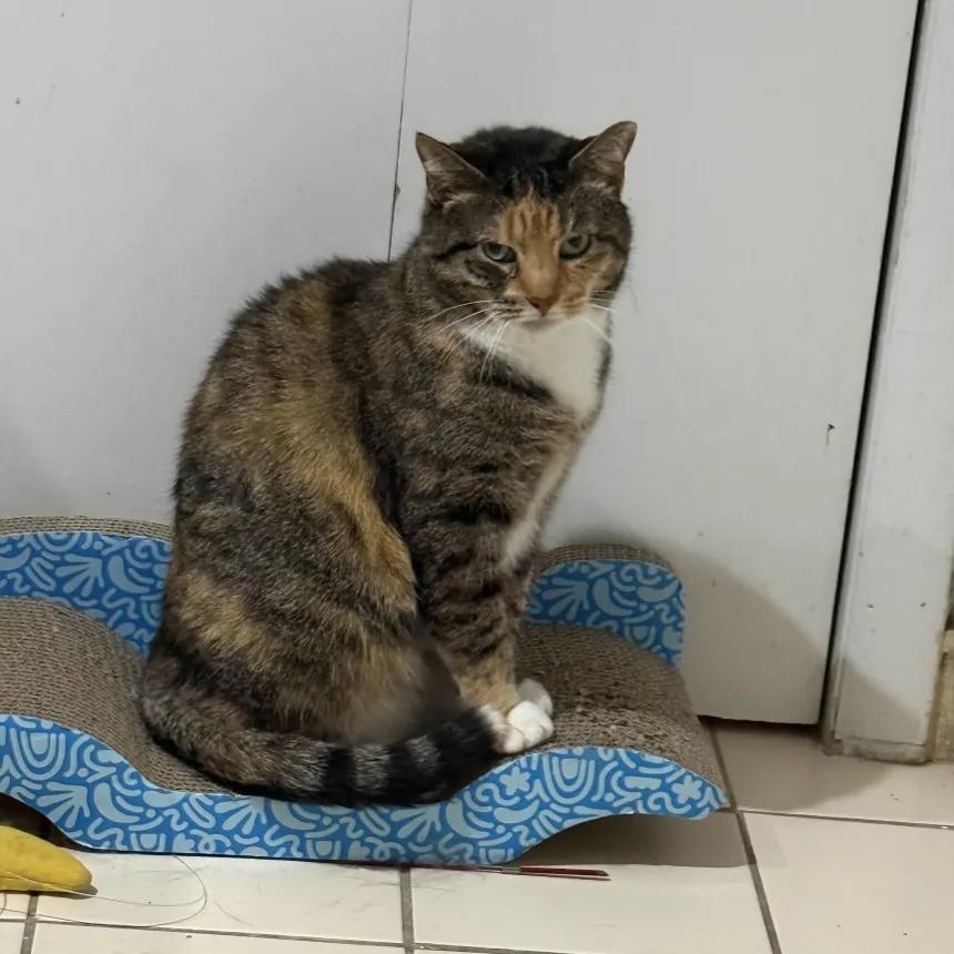 Callie, a Adoptable Domestic Short Hair in Florham Park, NJ image 4/5