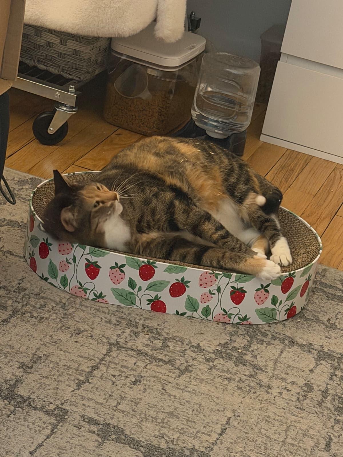 Callie, Adoptable, Adult Female Domestic Short Hair.