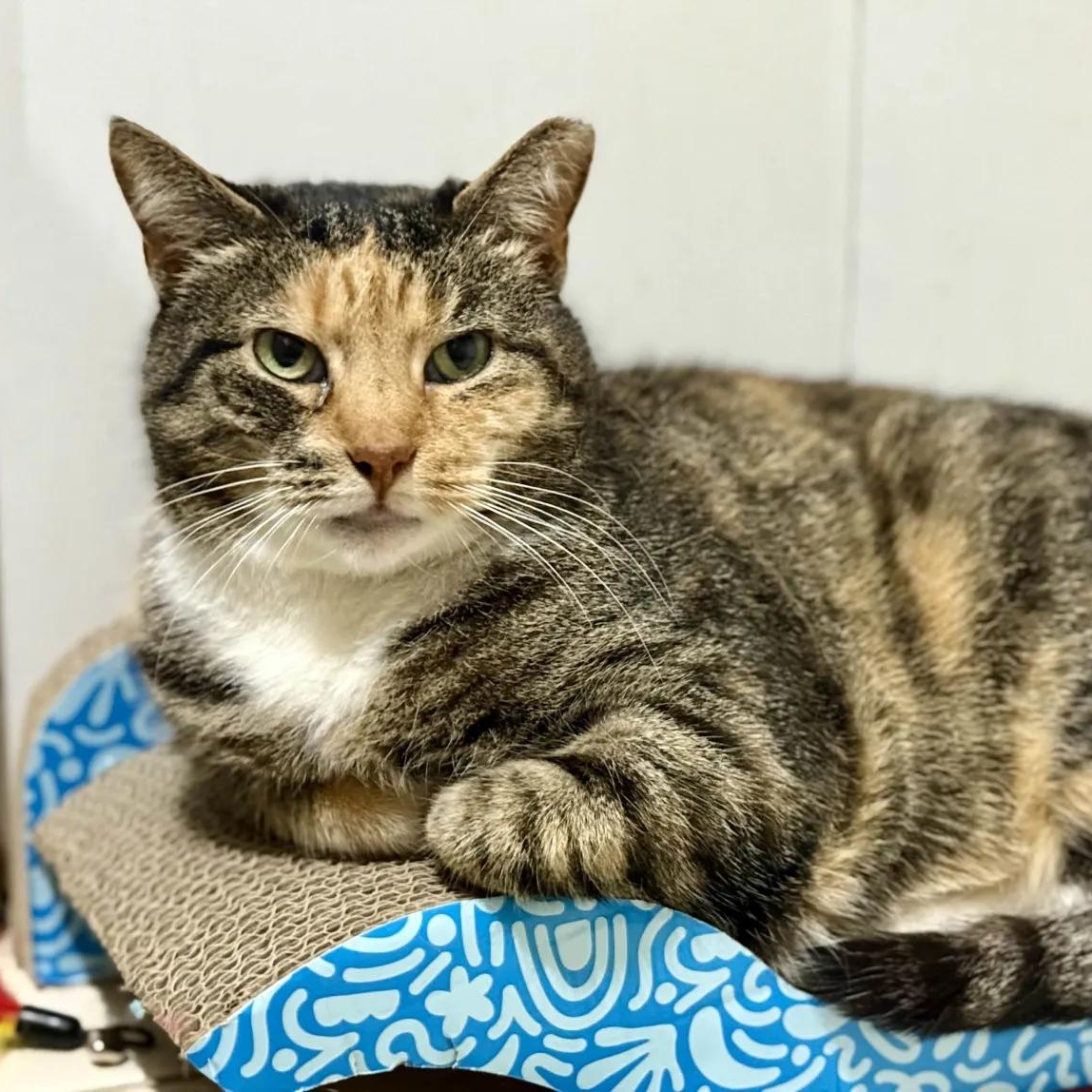 Callie, a Adoptable Domestic Short Hair in Florham Park, NJ image 1/5