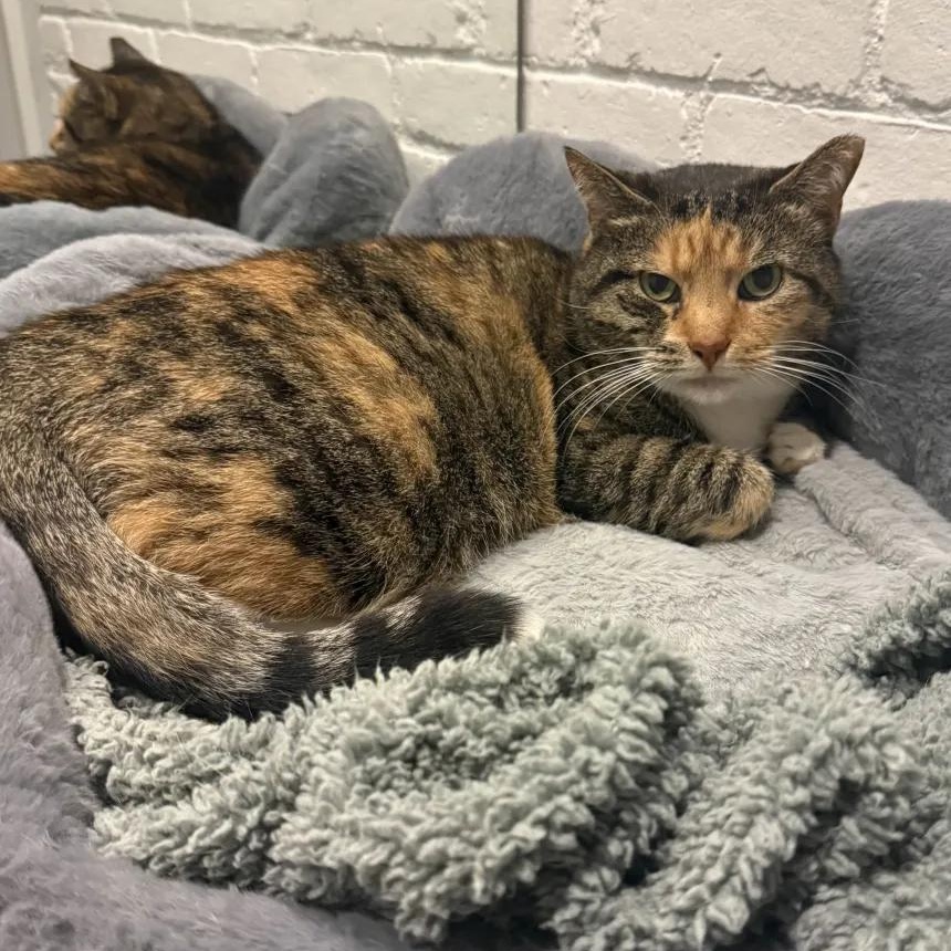 Callie, a Adoptable Domestic Short Hair in Florham Park, NJ image 3/5