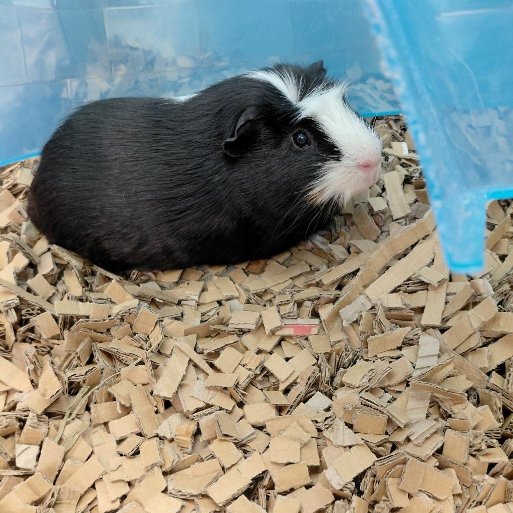Barney, Adoptable, Adult Male Guinea Pig.