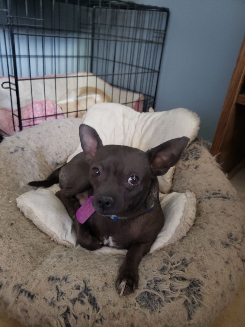 RAZZLE, an adoptable Chihuahua in Phoenix, AZ, 85016 | Photo Image 4