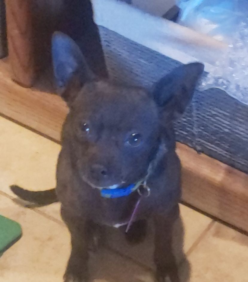 RAZZLE, Adoptable, Young Male Chihuahua.