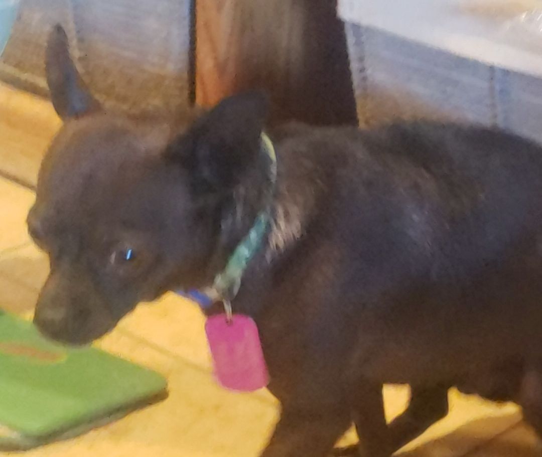 RAZZLE, an adoptable Chihuahua in Phoenix, AZ, 85016 | Photo Image 3