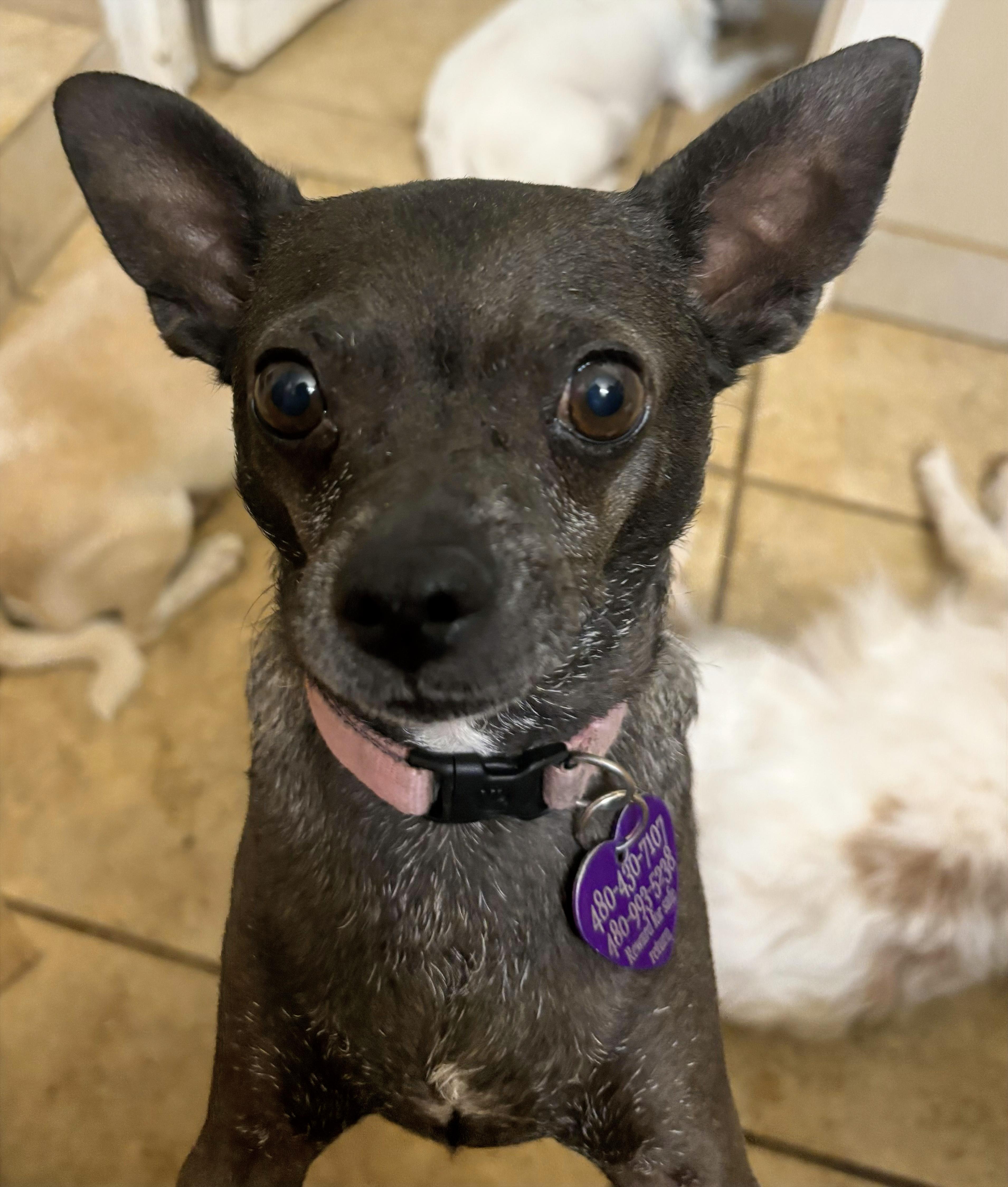 Enlarge RAZZLE, a Adoptable Chihuahua in Phoenix, AZ image 1/5