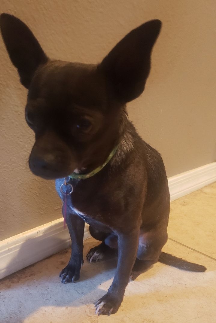 RAZZLE, a Adoptable Chihuahua in Phoenix, AZ image 4/8