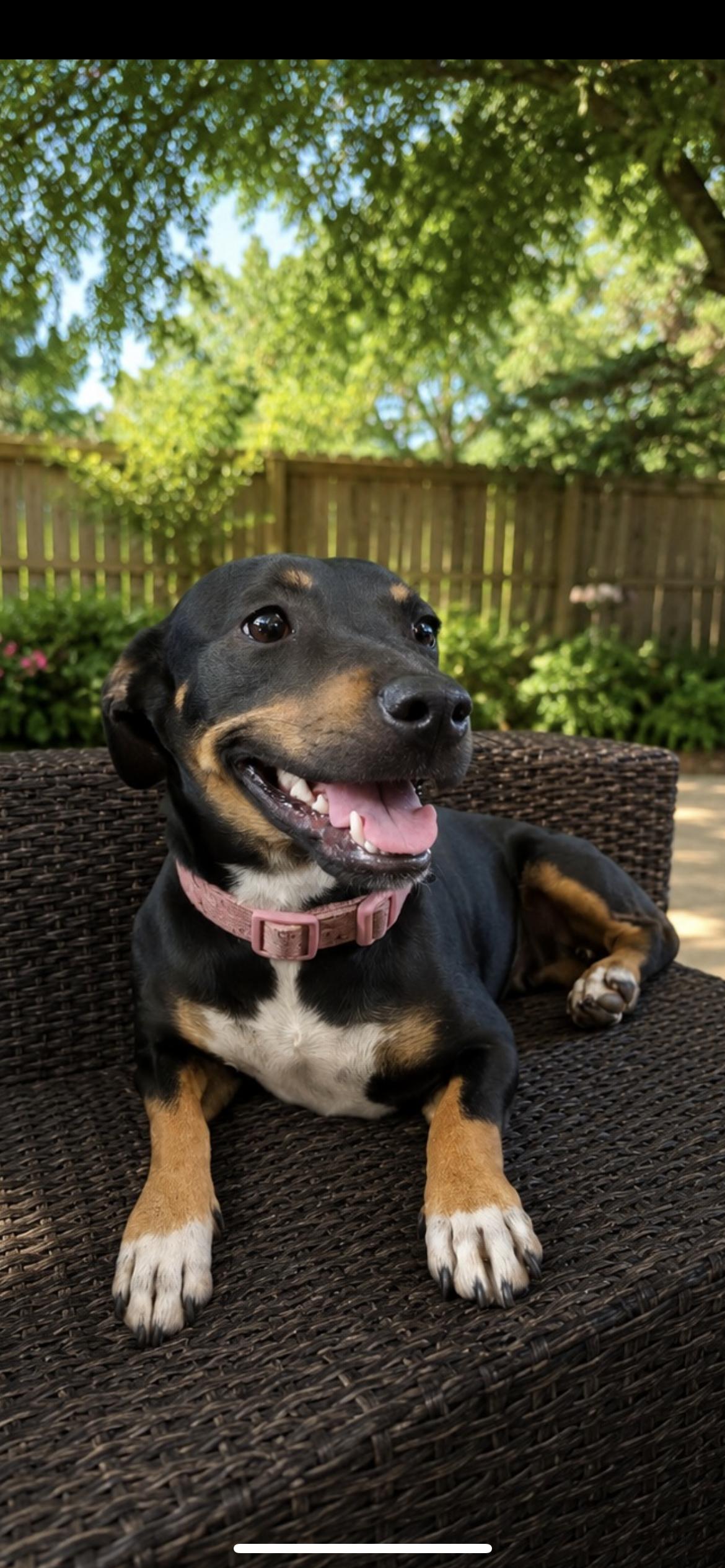 Pepper, a Adoptable mixed breed in Hamden, CT image 4/6