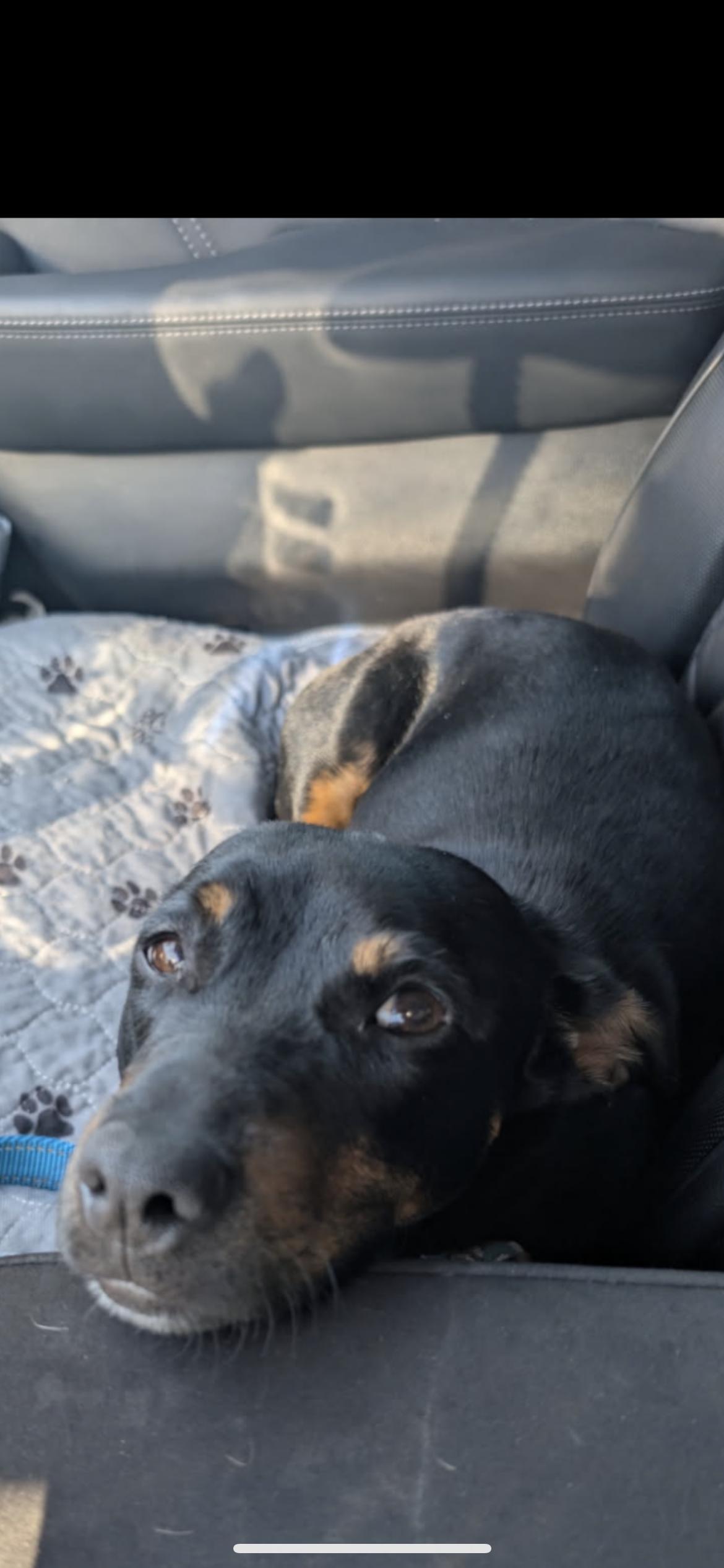 Pepper, a Adoptable mixed breed in Hamden, CT image 6/6