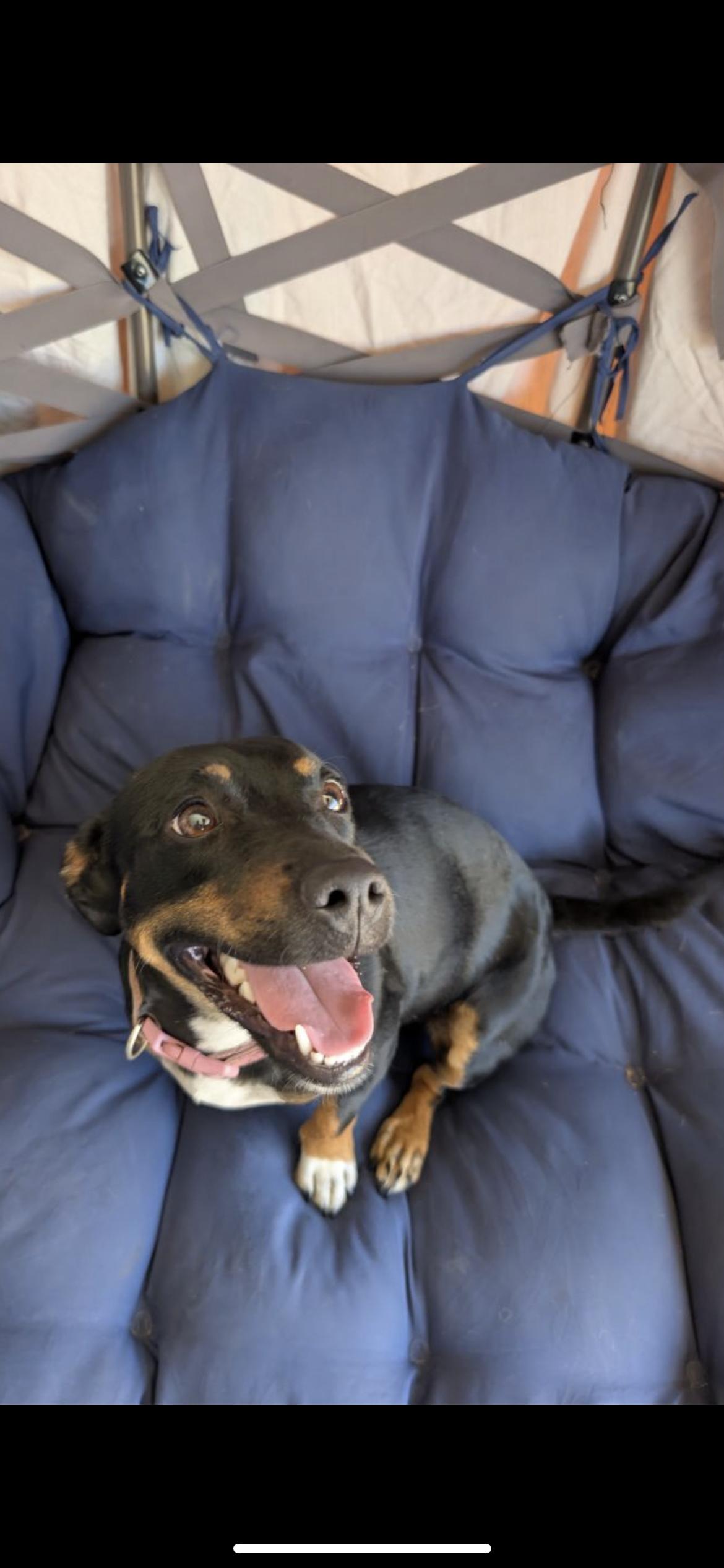Pepper, a Adoptable mixed breed in Hamden, CT image 3/6