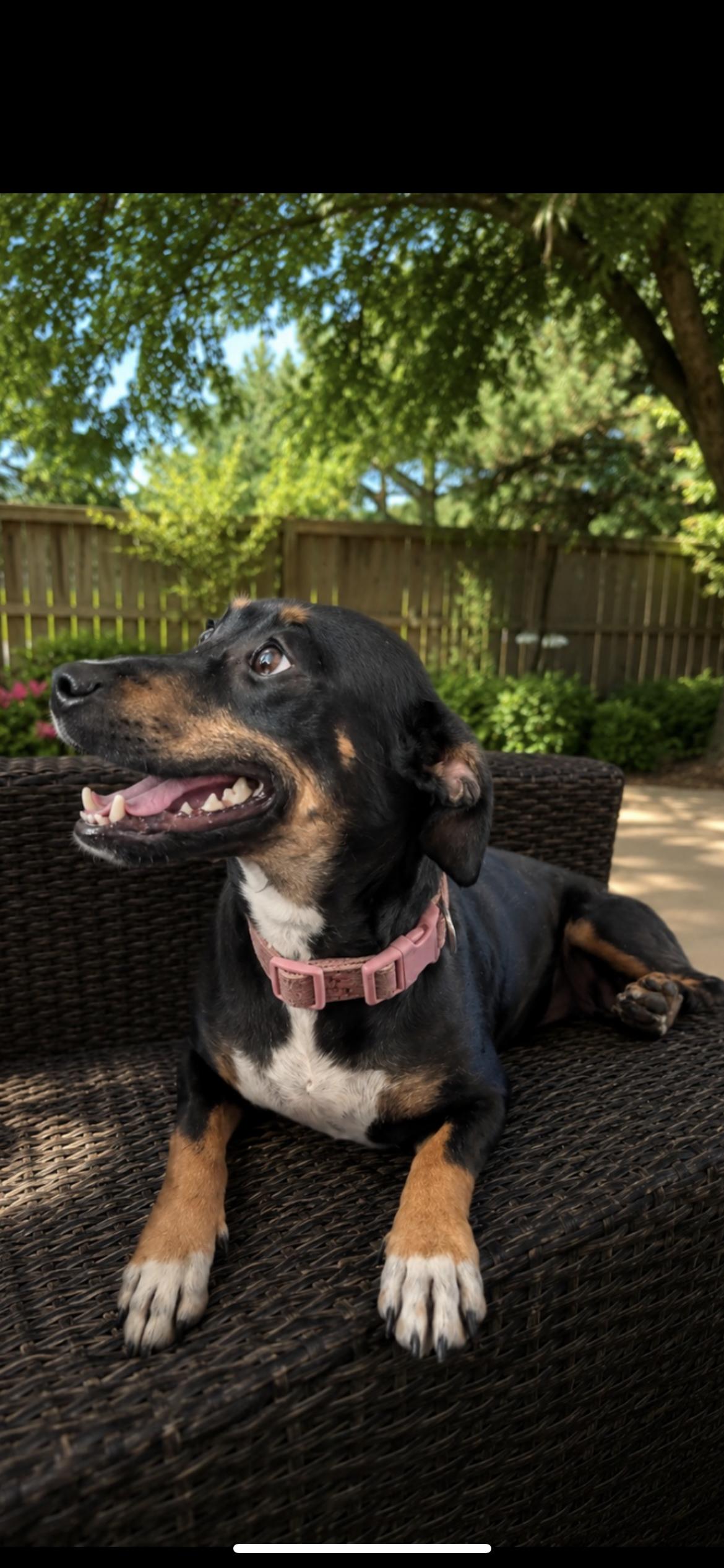 Pepper, a Adoptable mixed breed in Hamden, CT image 5/6