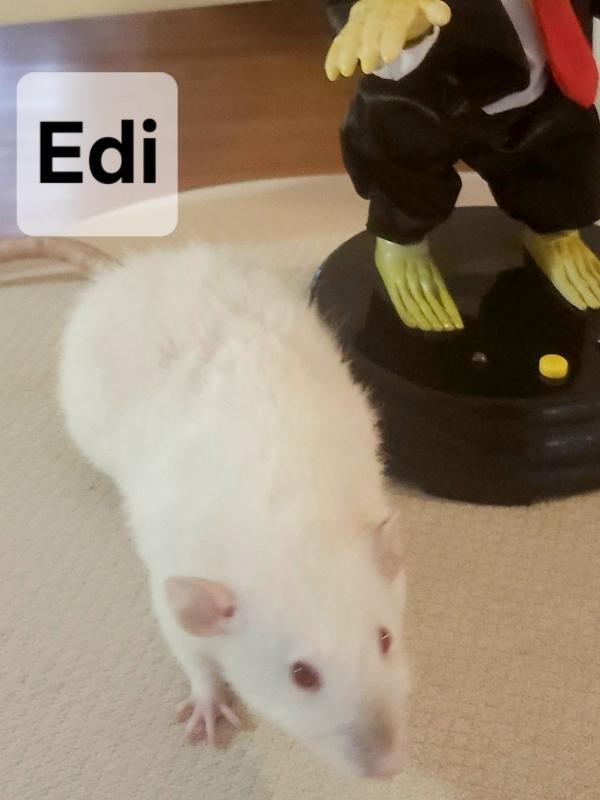 Enlarge Pocket, Posey & Edi, a Adoptable Rat in Merrimack, NH image 3/3