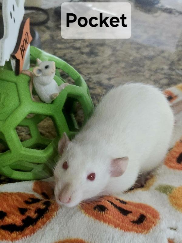 Enlarge Pocket, Posey & Edi, a Adoptable Rat in Merrimack, NH image 1/3