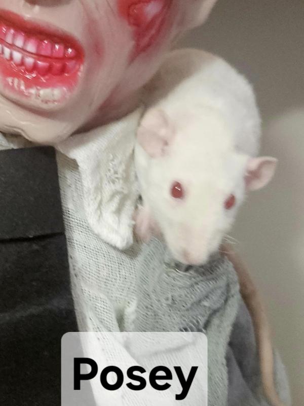 Enlarge Pocket, Posey & Edi, a Adoptable Rat in Merrimack, NH image 2/3