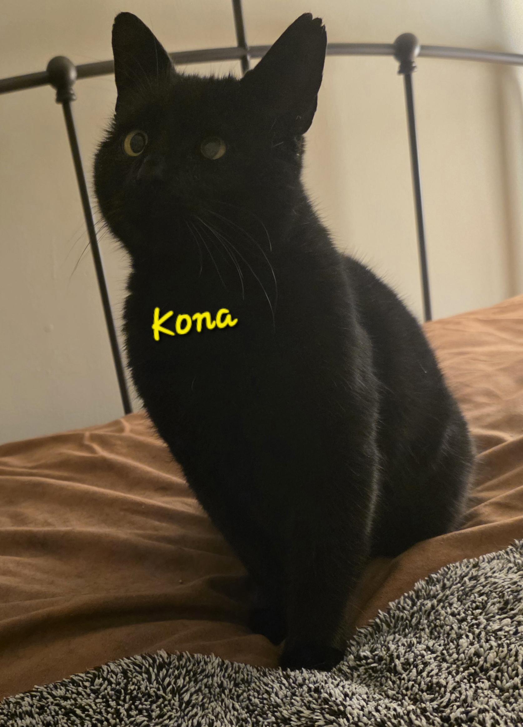 Kona, Adoptable, Adult Male Domestic Short Hair.