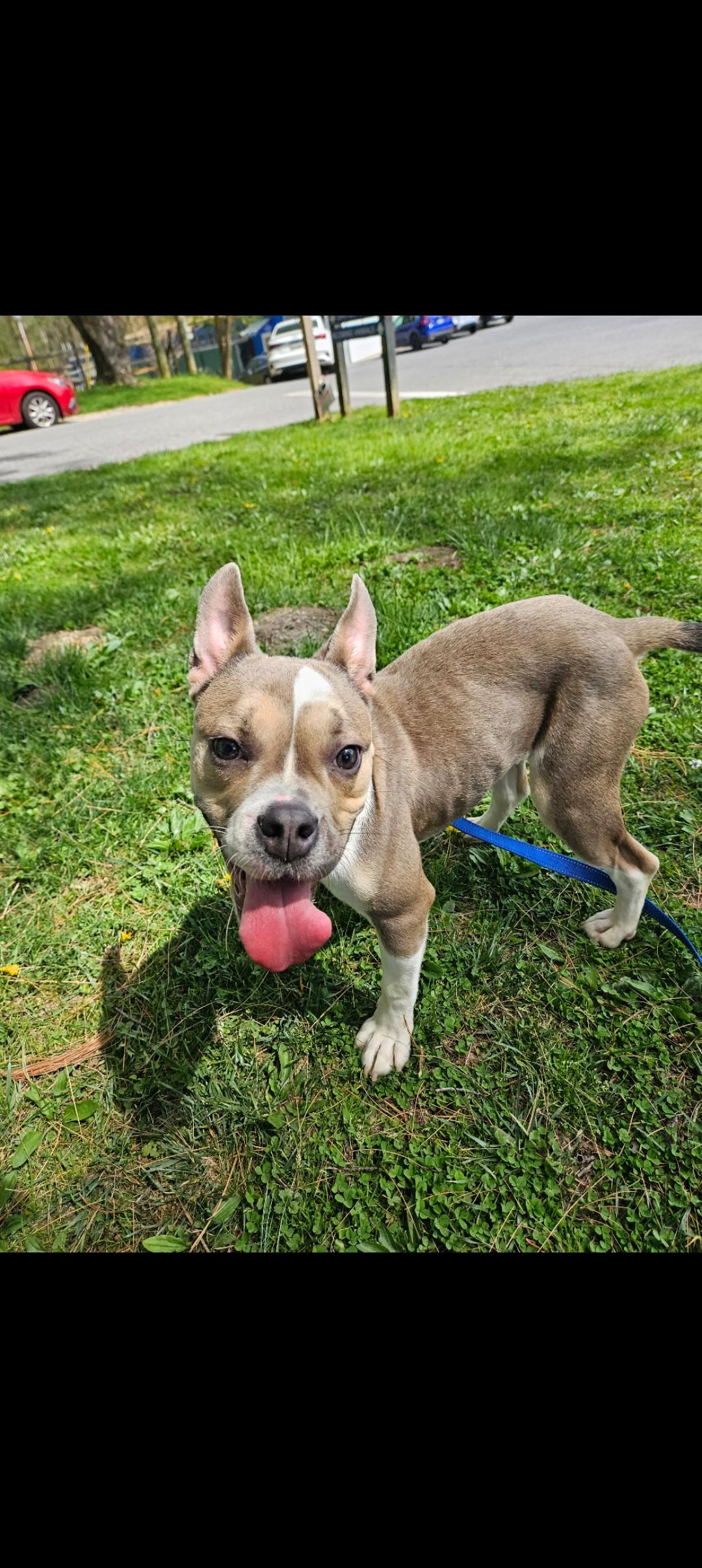 Enlarge Tori, an adopted Bulldog in Reisterstown, MD image 2/2