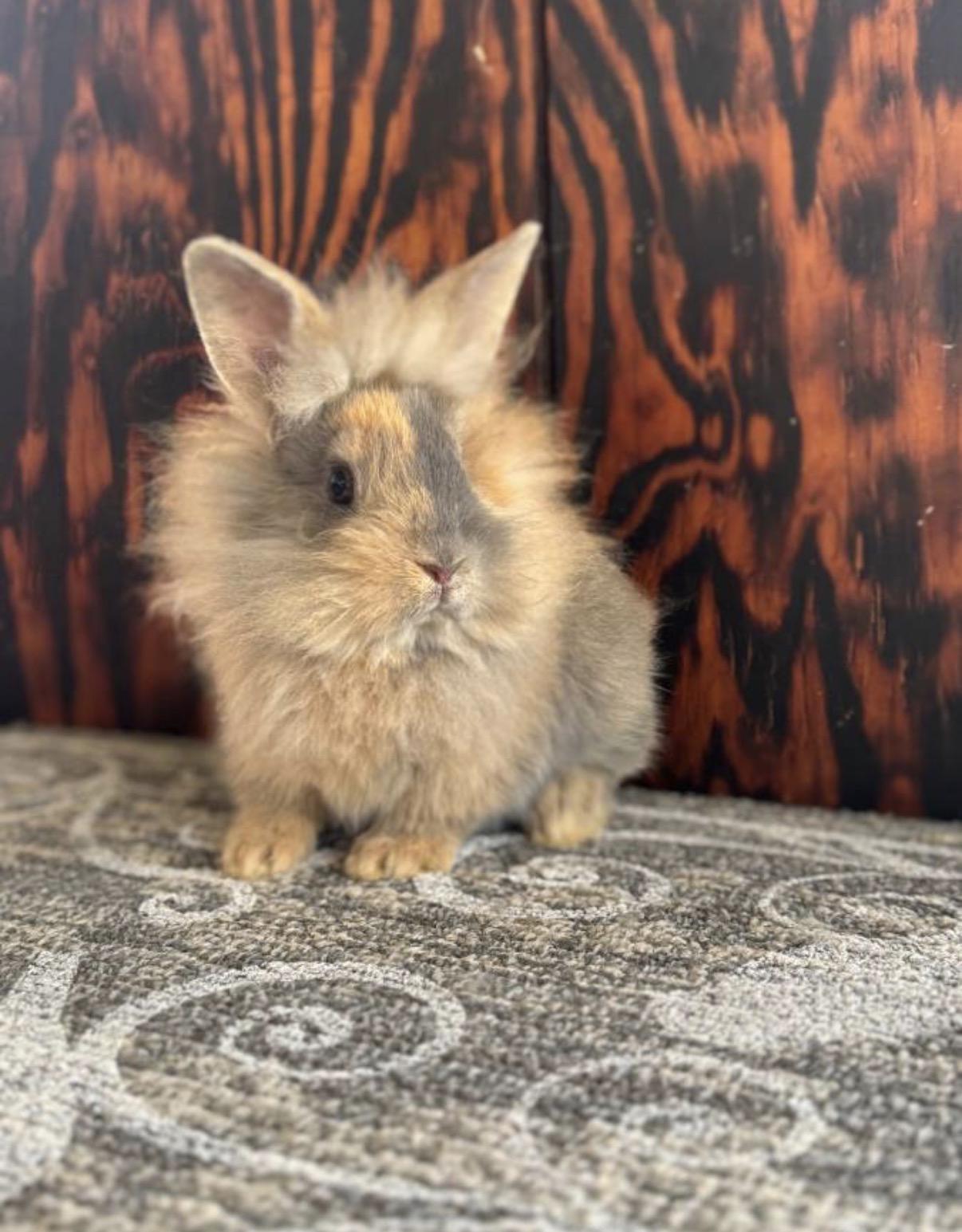 Enlarge Lucy , a ADOPTABLE Lionhead in toledo, OH image 1/1
