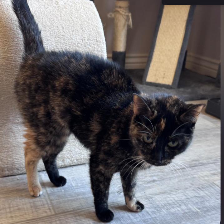 Enlarge Stella, a Adoptable Domestic Short Hair in Layton, UT image 2/6