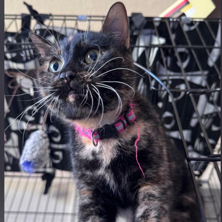 Enlarge Stella, a Adoptable Domestic Short Hair in Layton, UT image 3/6