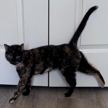 Enlarge Stella, a Adoptable Domestic Short Hair in Layton, UT image 4/6