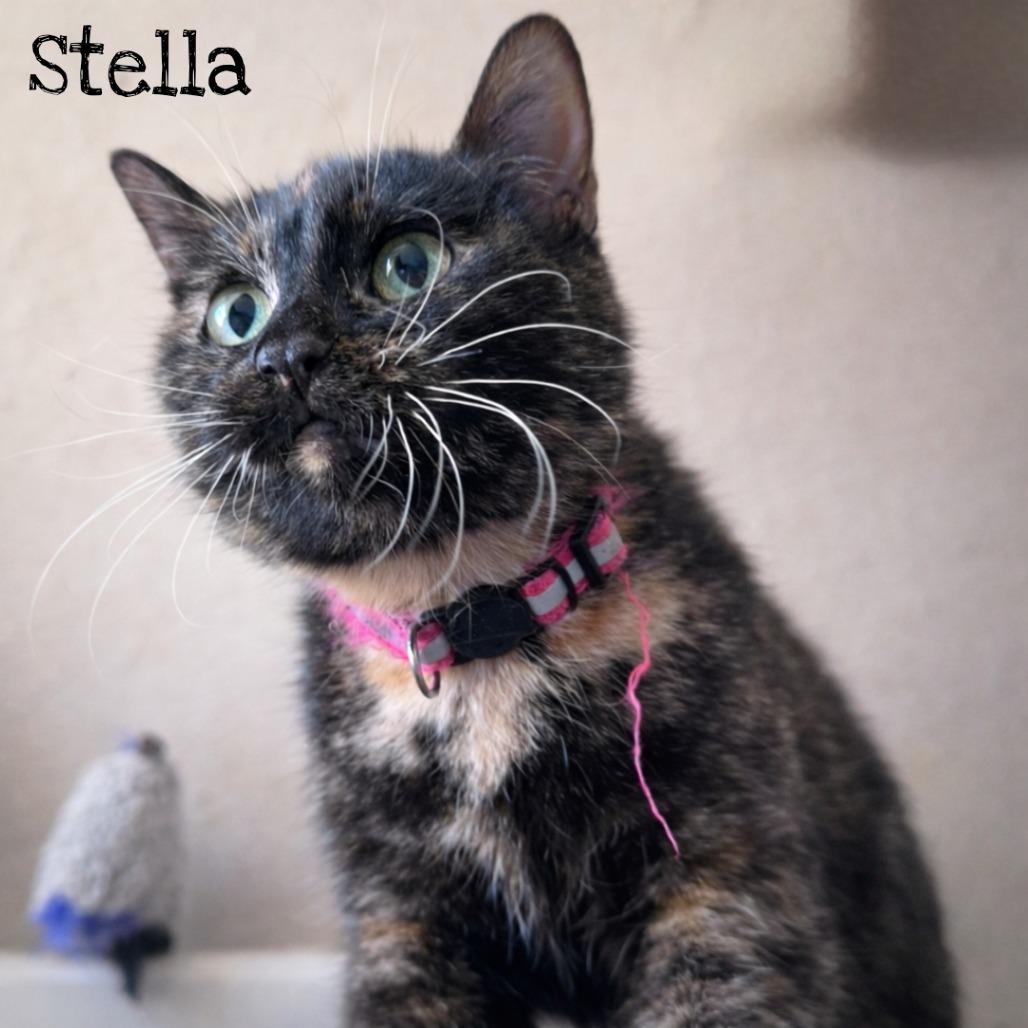 Enlarge Stella, a Adoptable Domestic Short Hair in Layton, UT image 5/6