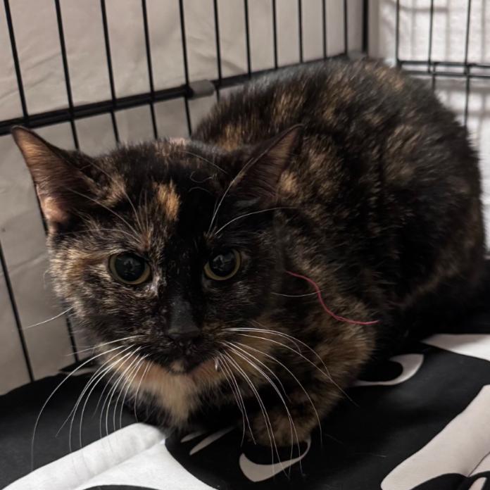 Enlarge Stella, a Adoptable Domestic Short Hair in Layton, UT image 6/6