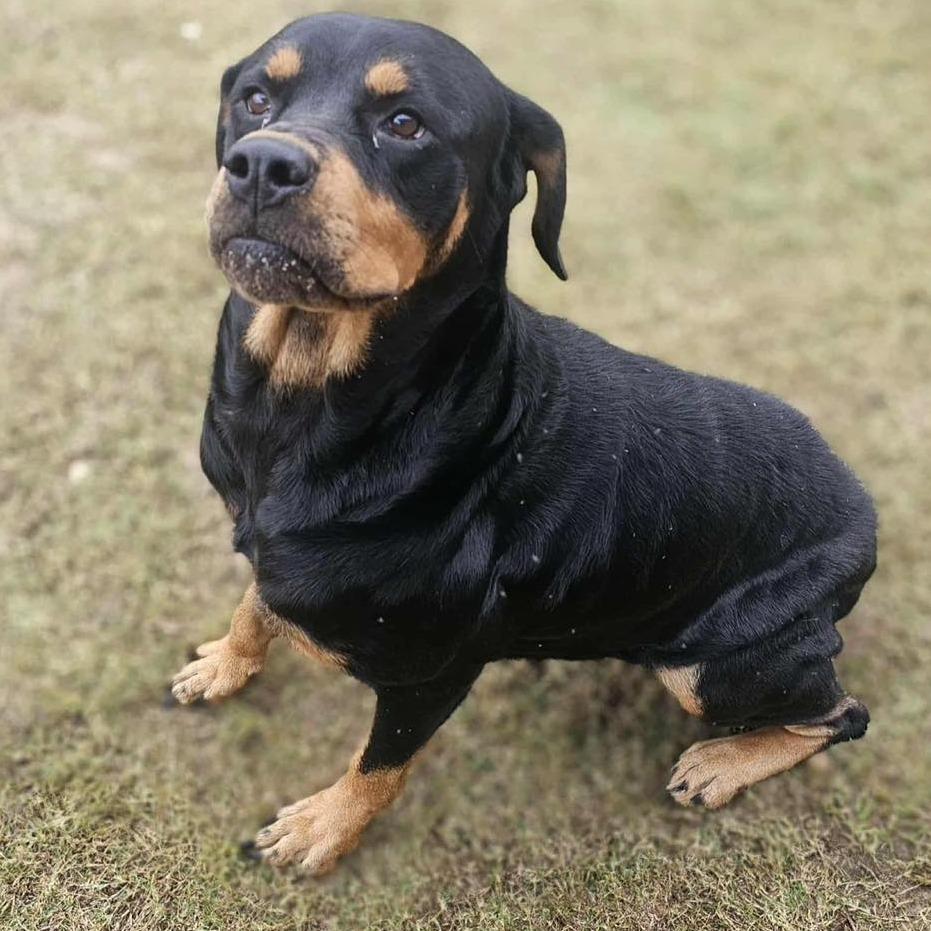 ROXIE  Available NOW - ADOPTION or RESCUE!, Adoptable, Adult Female Mixed Breed.