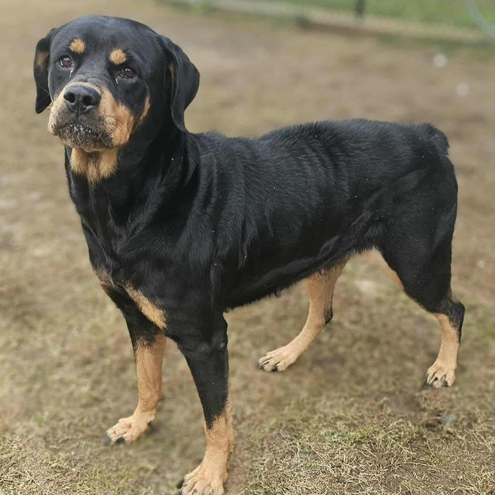 Enlarge ROXIE  Available NOW - ADOPTION or RESCUE!, a Adoptable Mixed Breed in Nashville, NC image 2/2