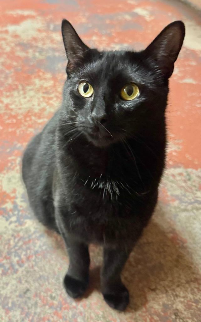 Stuffington, Adoptable, Young Female Domestic Short Hair.