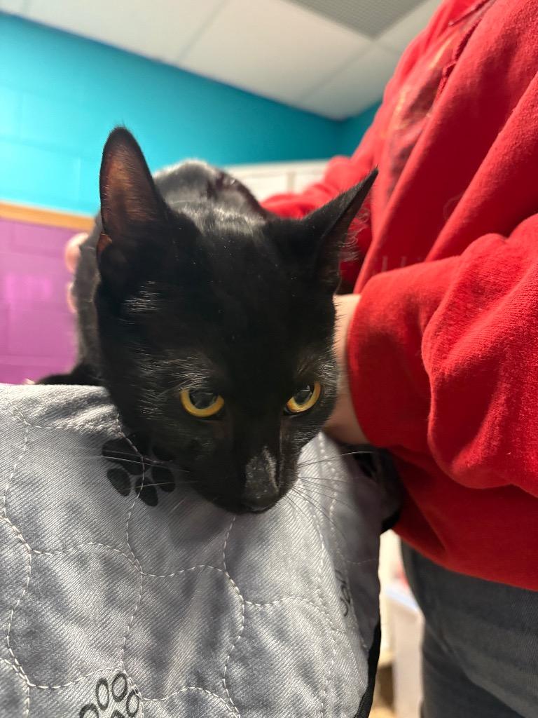 Enlarge Stuffington, a Adoptable mixed breed in Olean, NY image 2/3