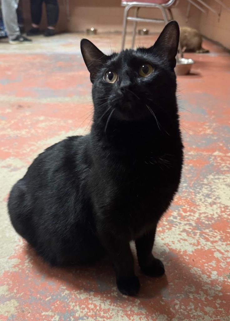 Enlarge Stuffington, a Adoptable mixed breed in Olean, NY image 3/3