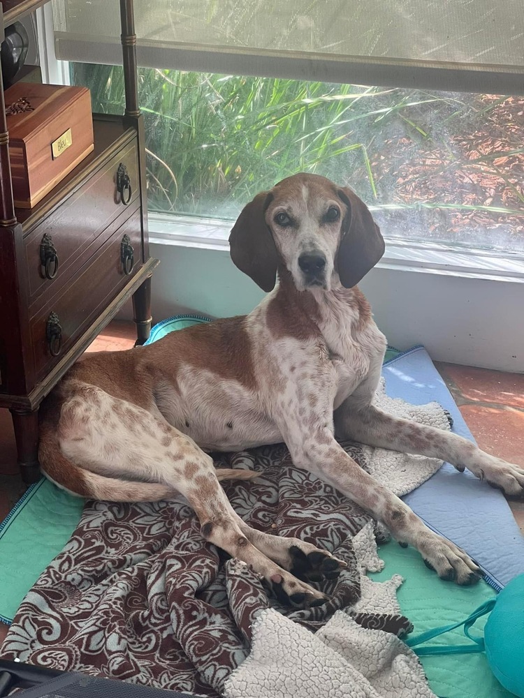 Apple, Senior Female Hound
