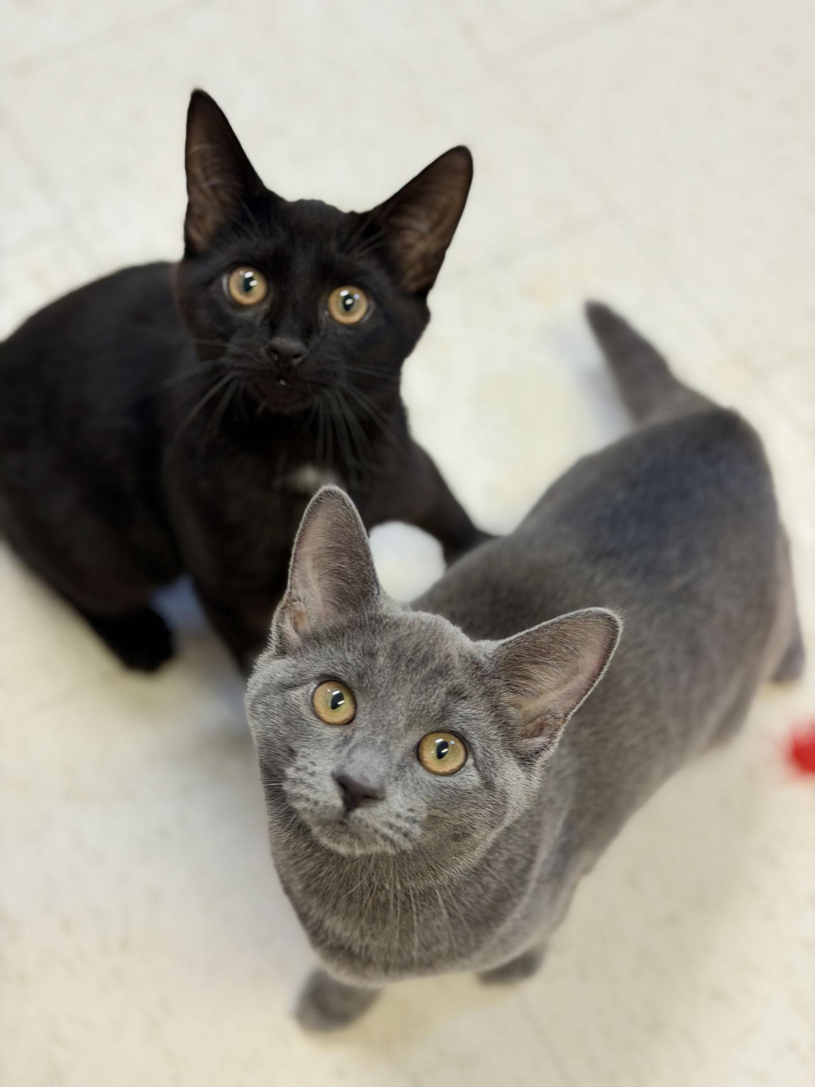 Enlarge Elm (Kitten 6), a Adoptable Domestic Short Hair in West Cornwall, CT image 1/2