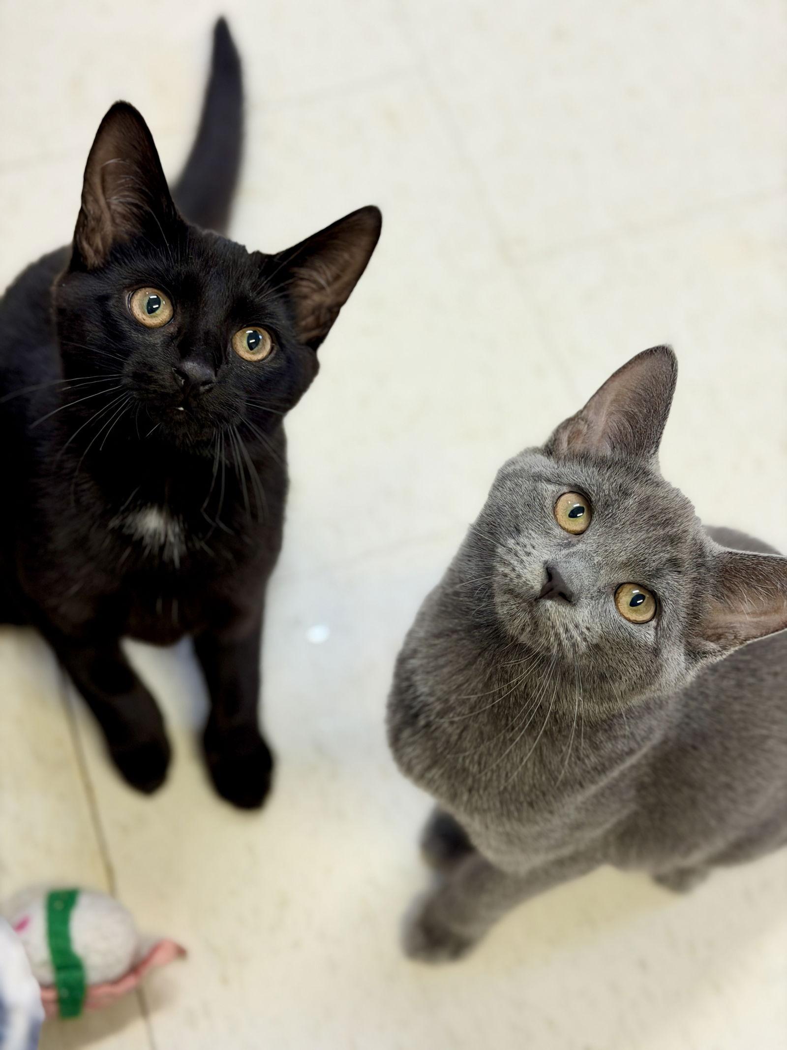 Enlarge Elm (Kitten 6), a Adoptable Domestic Short Hair in West Cornwall, CT image 2/2